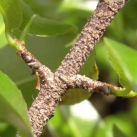 Ochna lanceolata Spreng.